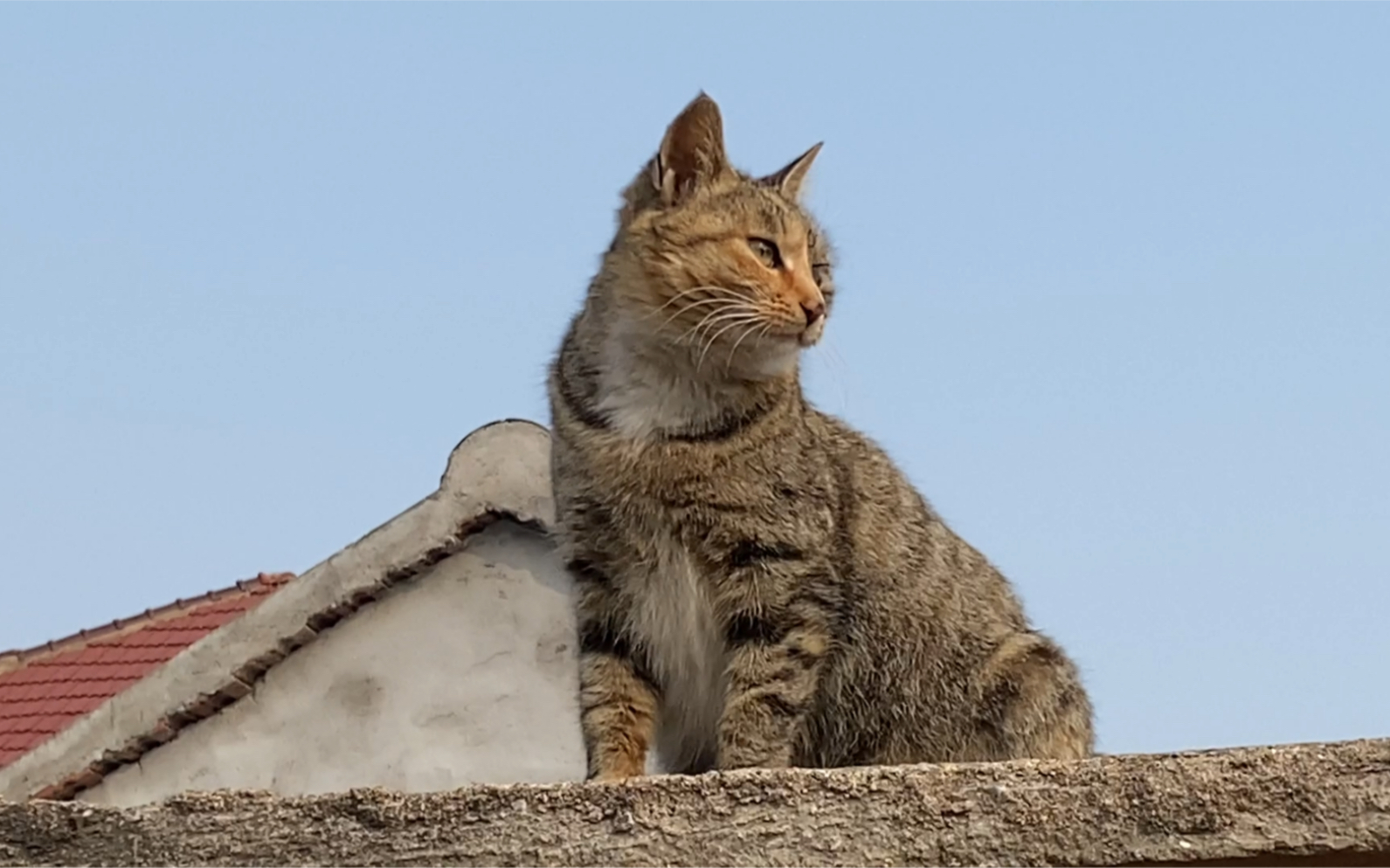 狸花猫和橘猫的混血儿