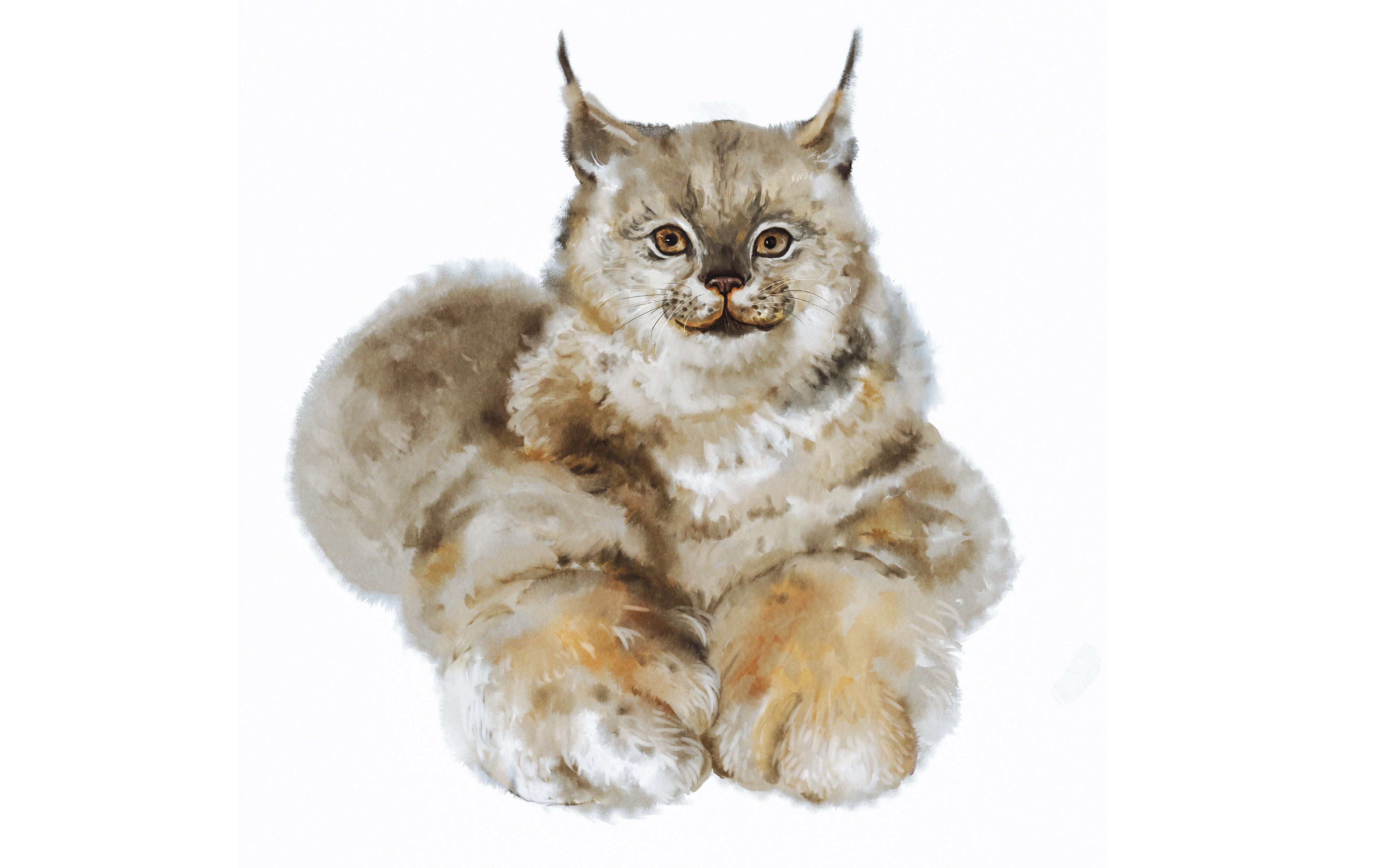 【板绘】大猫警告,足控福利,巨jio猞猁