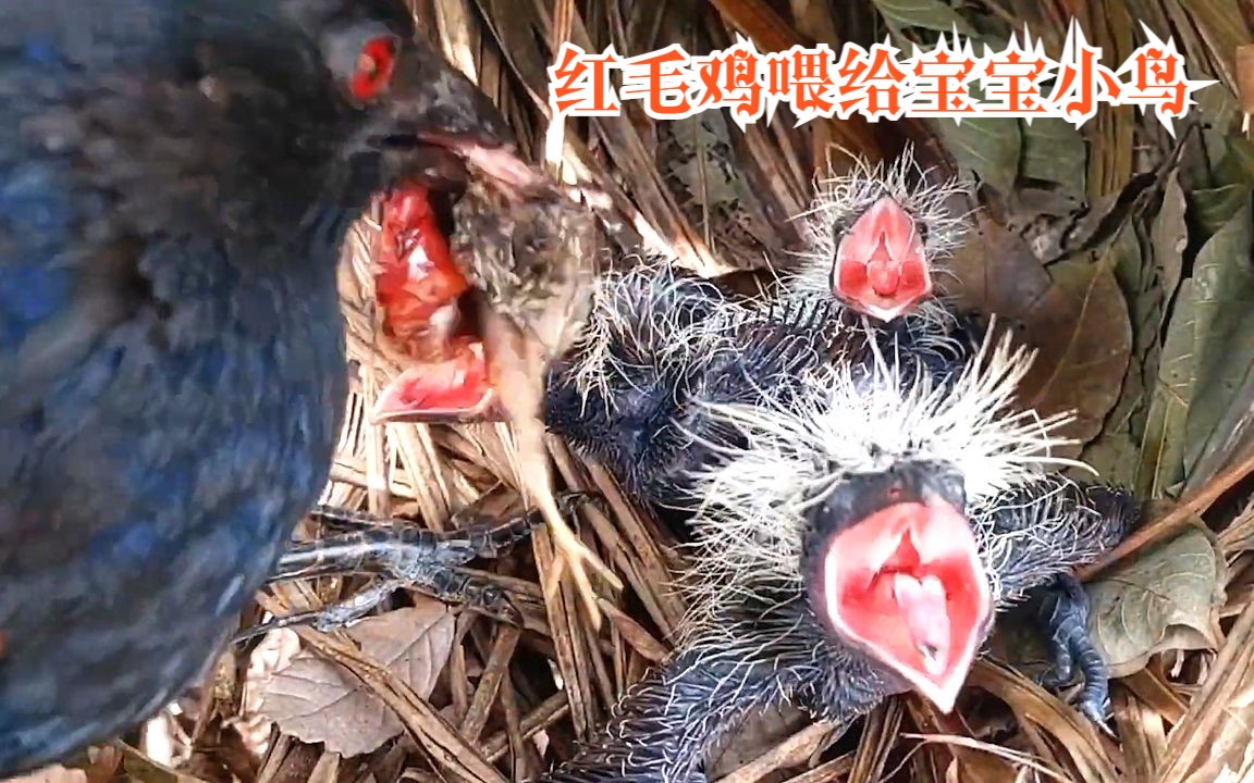 红毛鸡育雏:鸟妈捕来一只小鸟喂给幼鸟