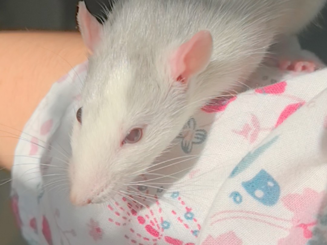 刚洗完的耗子好新啊