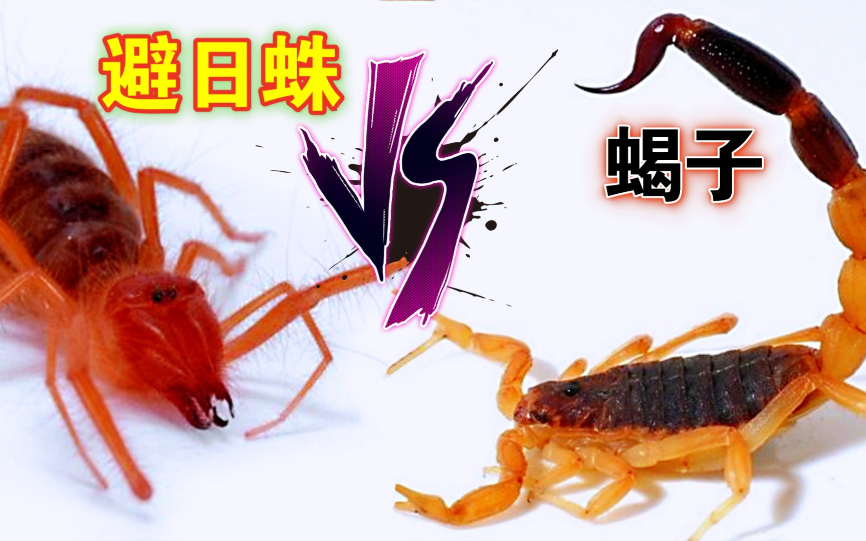 活动作品避日蛛大战蝎子到底是有毒针的厉害还是拥有大螯的更胜一筹4k