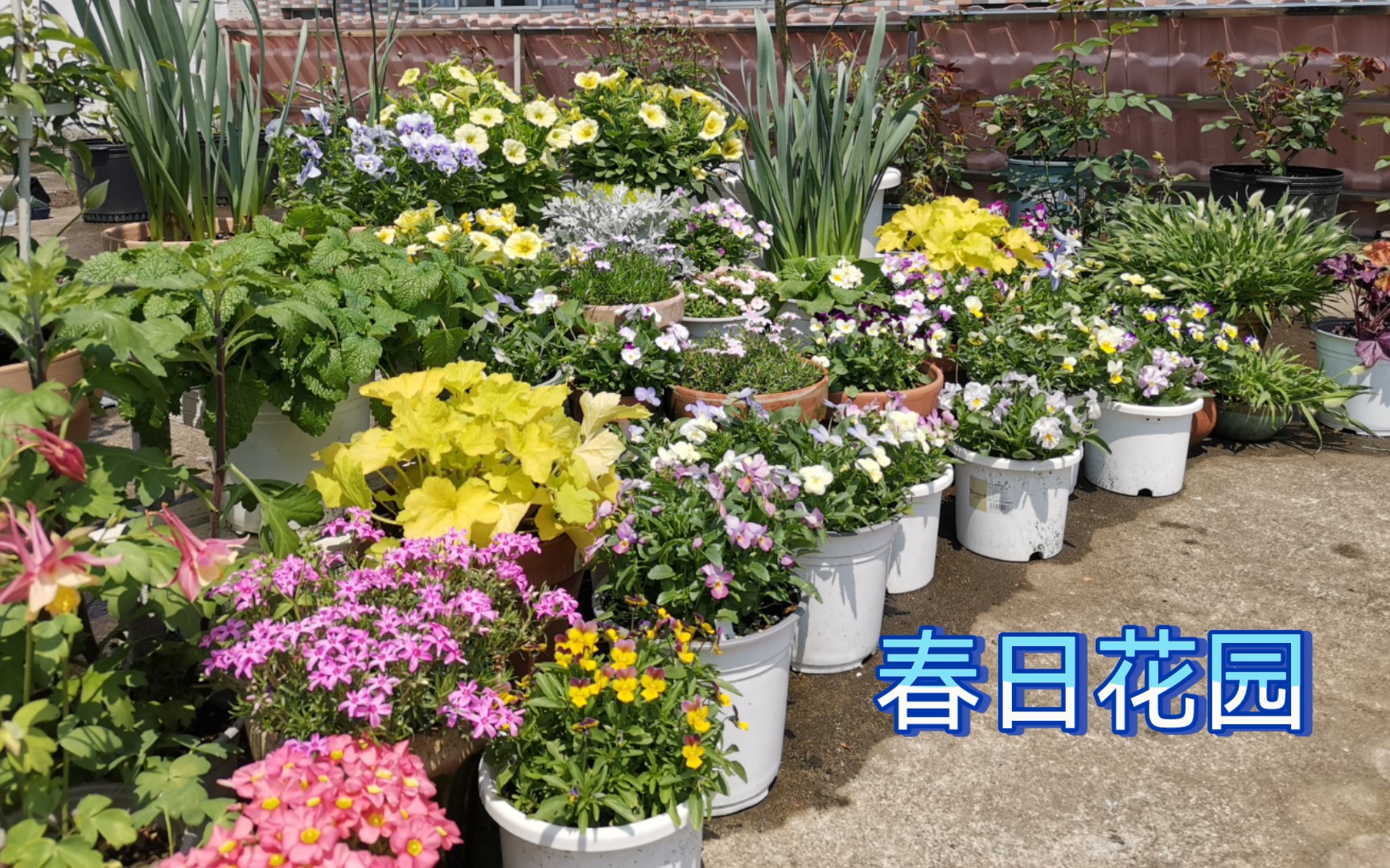 [图]春日花园|花园植物品种介绍