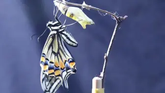 柑橘凤蝶 羽化 一只畸形蛹的蜕变 哔哩哔哩 Bilibili