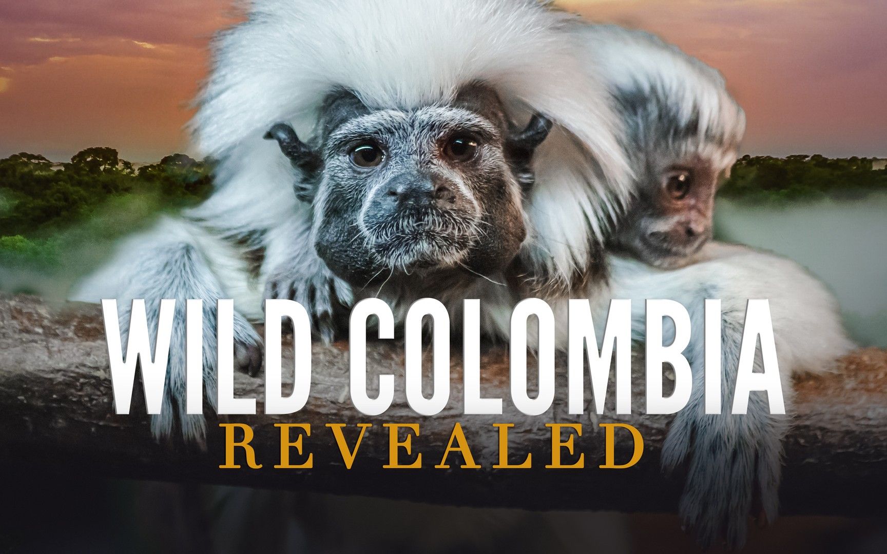 [图][英语英字][国家地理纪录片]野性哥伦比亚揭秘 Wild Colombia Revealed (2016)