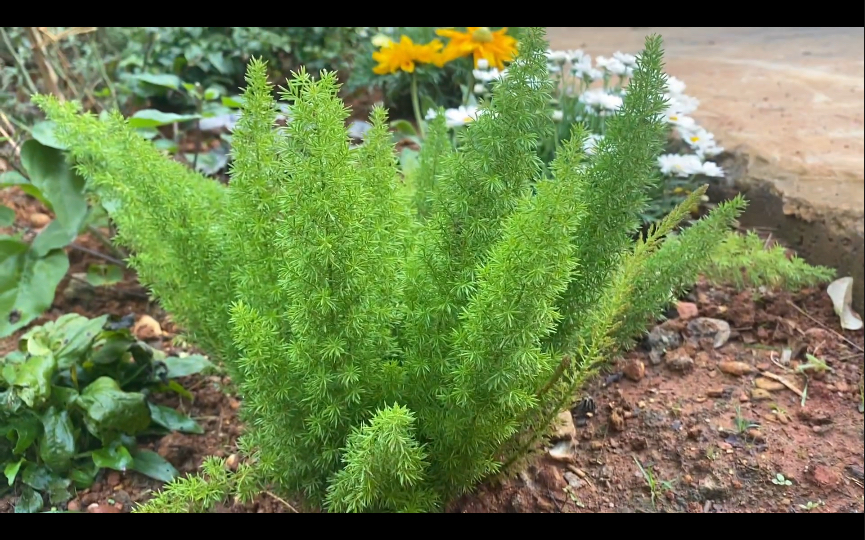 狐尾天门冬地栽yyds