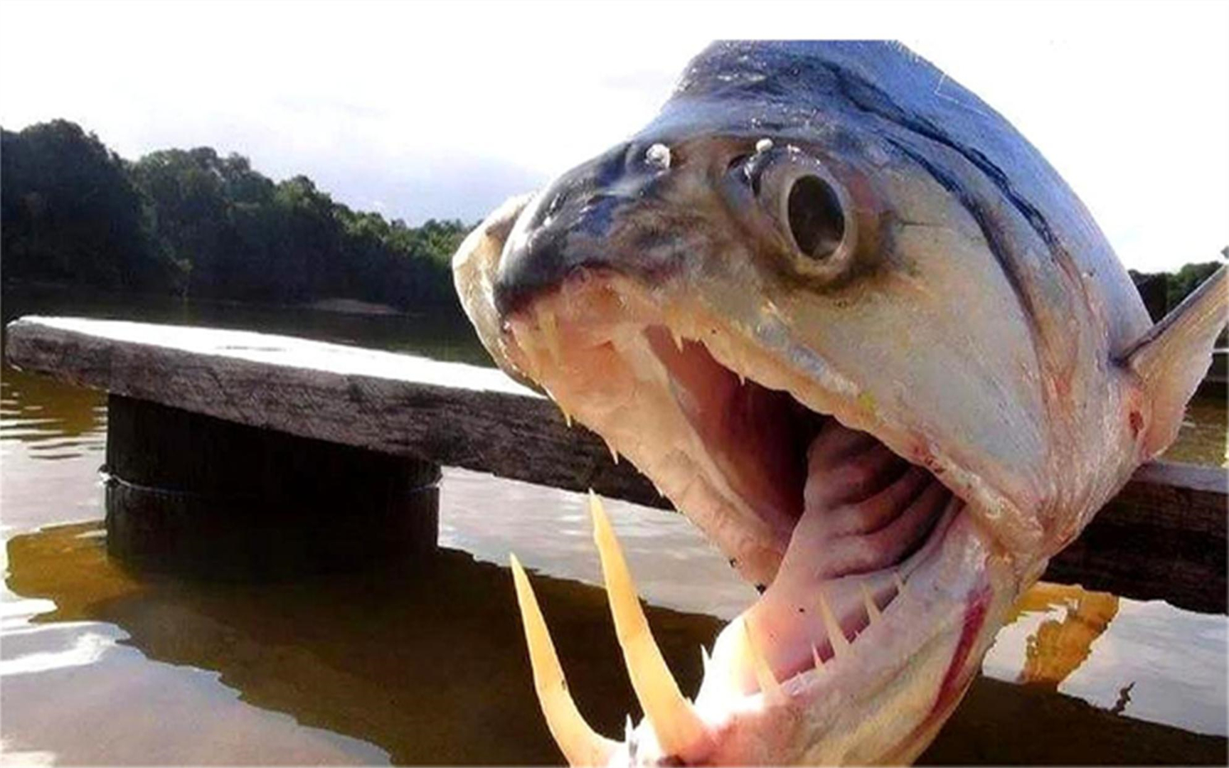 饿了8天的食人鱼,遇到一条电鳗后,水面开始沸腾