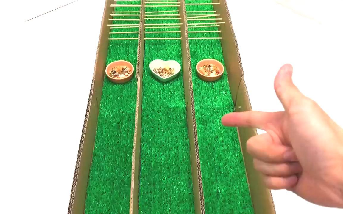 用纸皮制作仓鼠比赛跑道,哪只仓鼠能抵挡美食,勇夺第一呢?
