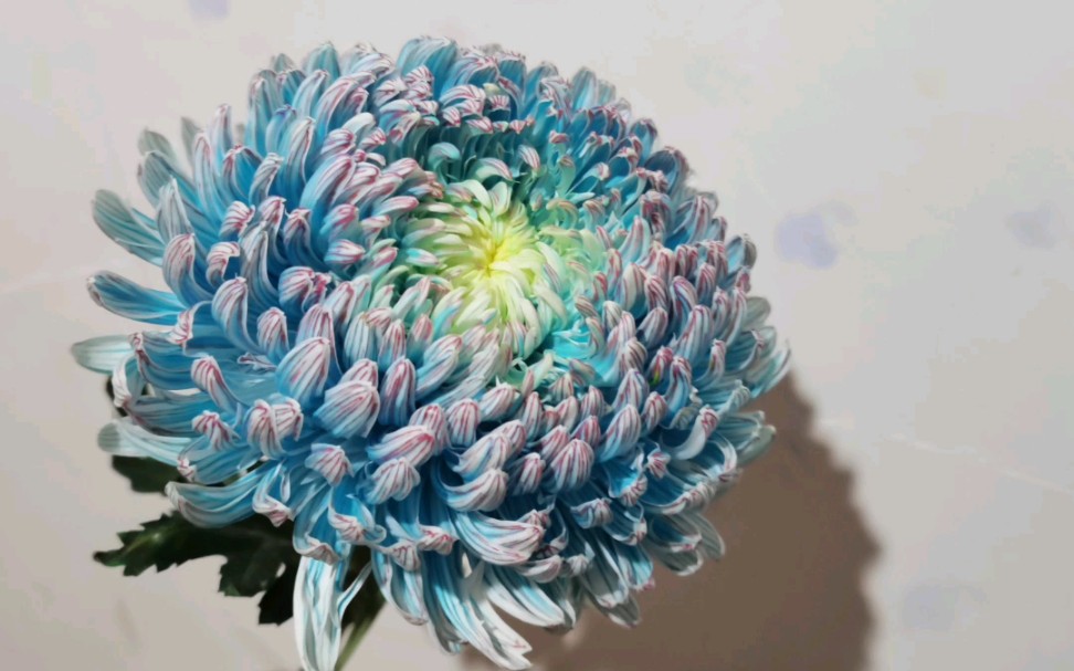 青花瓷*牡丹菊-肉眼可见的貌美(*^ω^*)