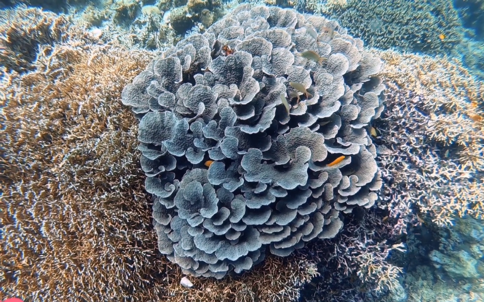 torday we talk about stone fish 坐上熠桥时光机 我们聊聊刺人超级