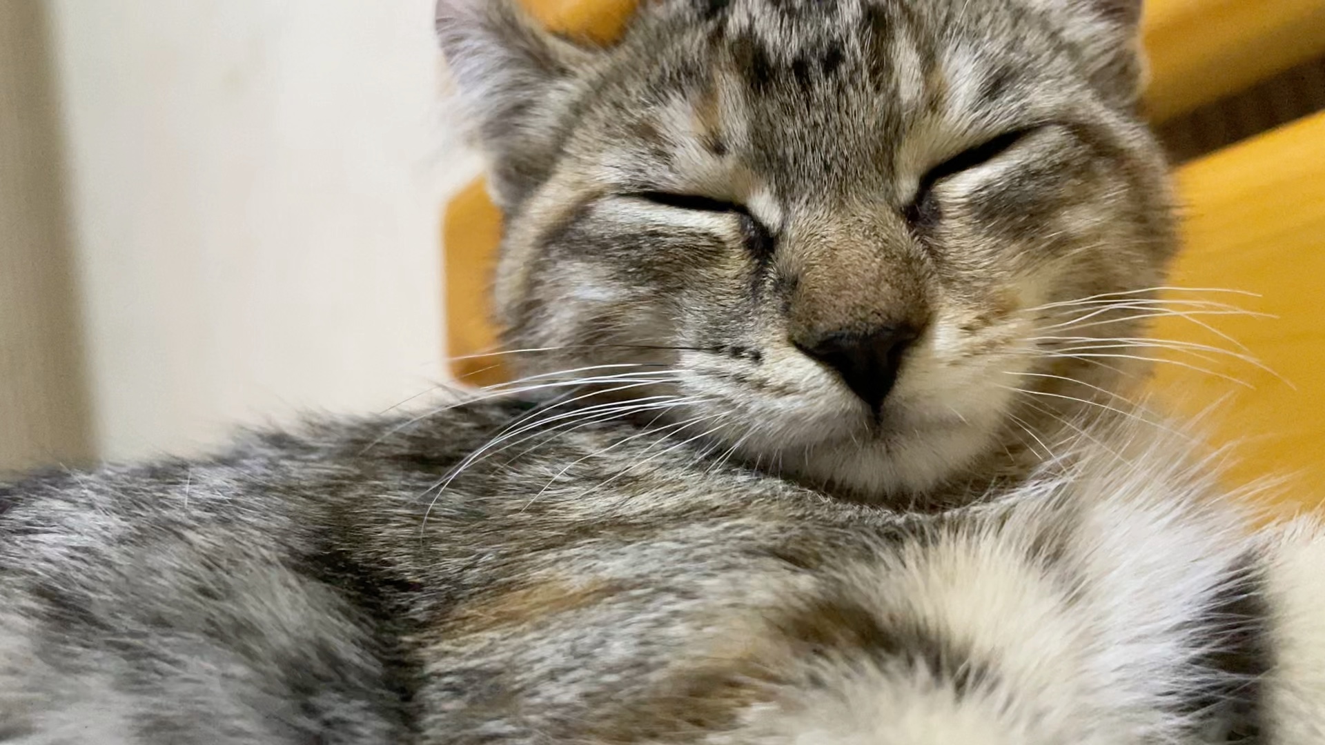 活动作品猫咪在我枕头上打呼噜