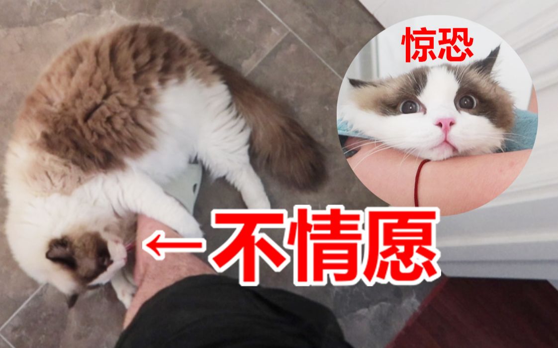 女朋友不在家,猛男居然对猫咪做这种事??哔哩哔哩bilibili