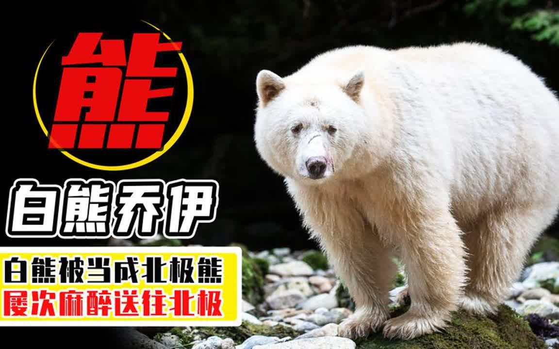 白化棕熊被当成北极熊,2次送到北极挨冻又挨打?揭秘乔伊的故事