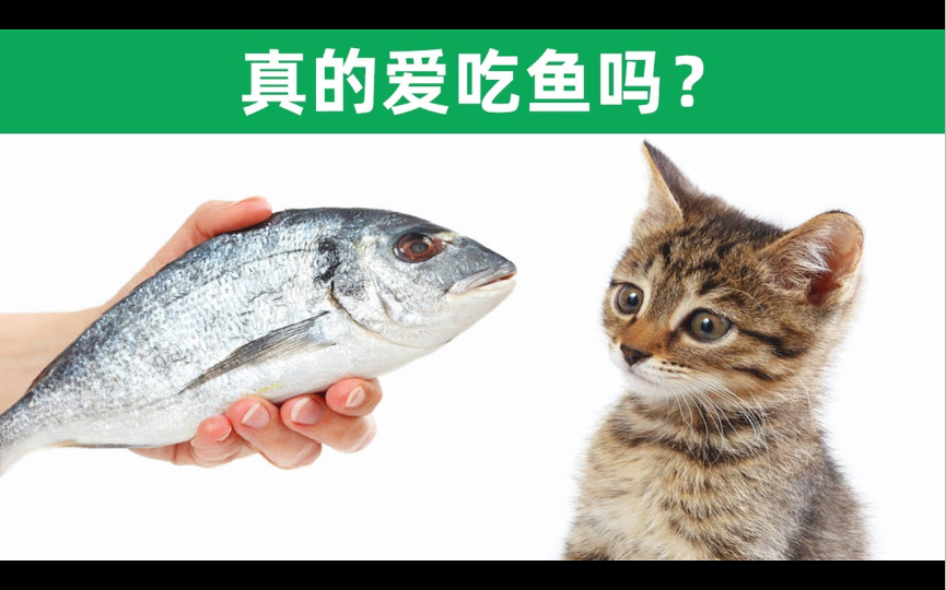 猫真的爱吃鱼吗,猫咪为什么会被鱼吸引呢?哔哩哔哩bilibili