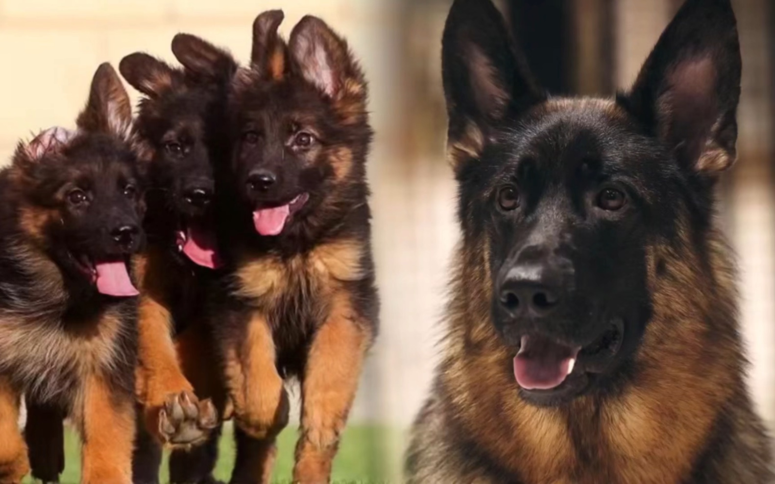 出售纯种德牧幼犬,品相好,性格温顺