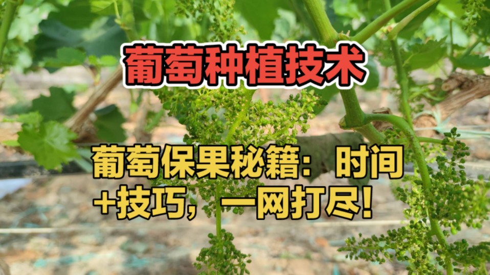 葡萄保果秘籍:时间 技巧,一网打尽!