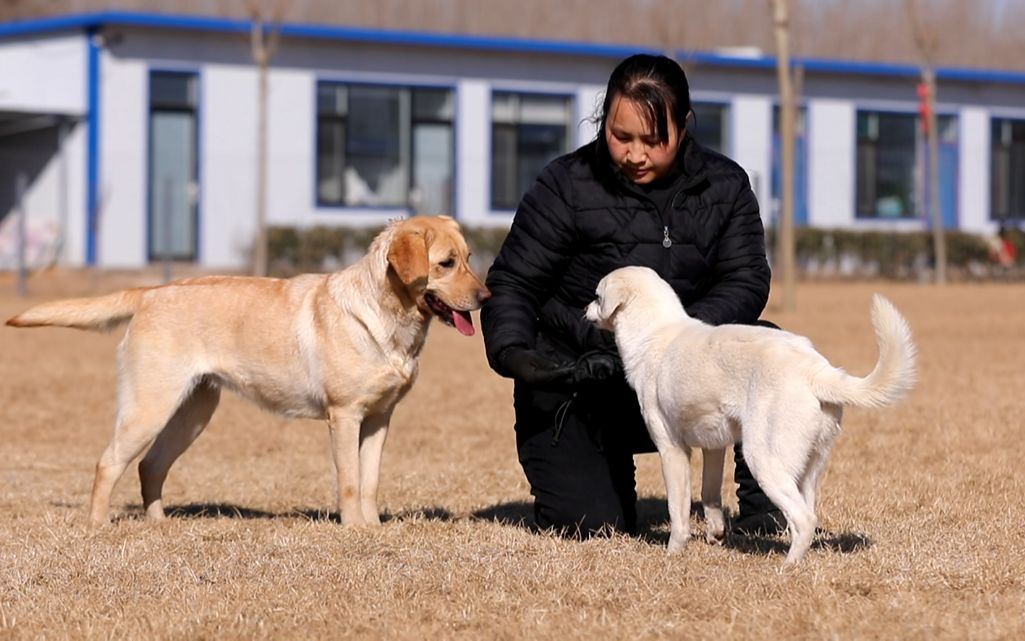 【寄养的狗狗】掌控局面,做一个强势的狗主人,它们会更乖巧哔哩哔哩bilibili