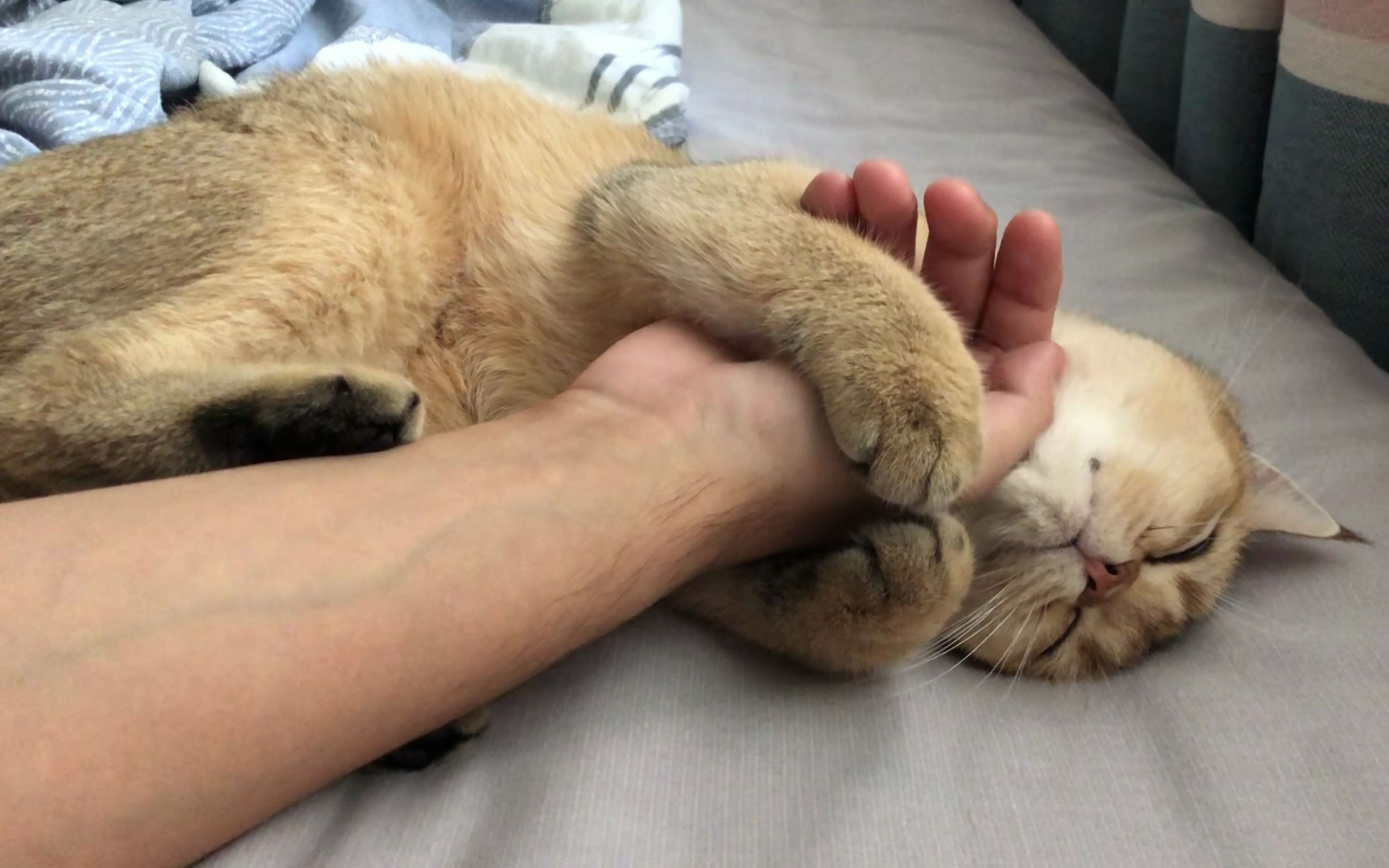 云养猫 锁我喉是吧