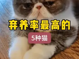 Download Video: 弃养率最高的5种猫