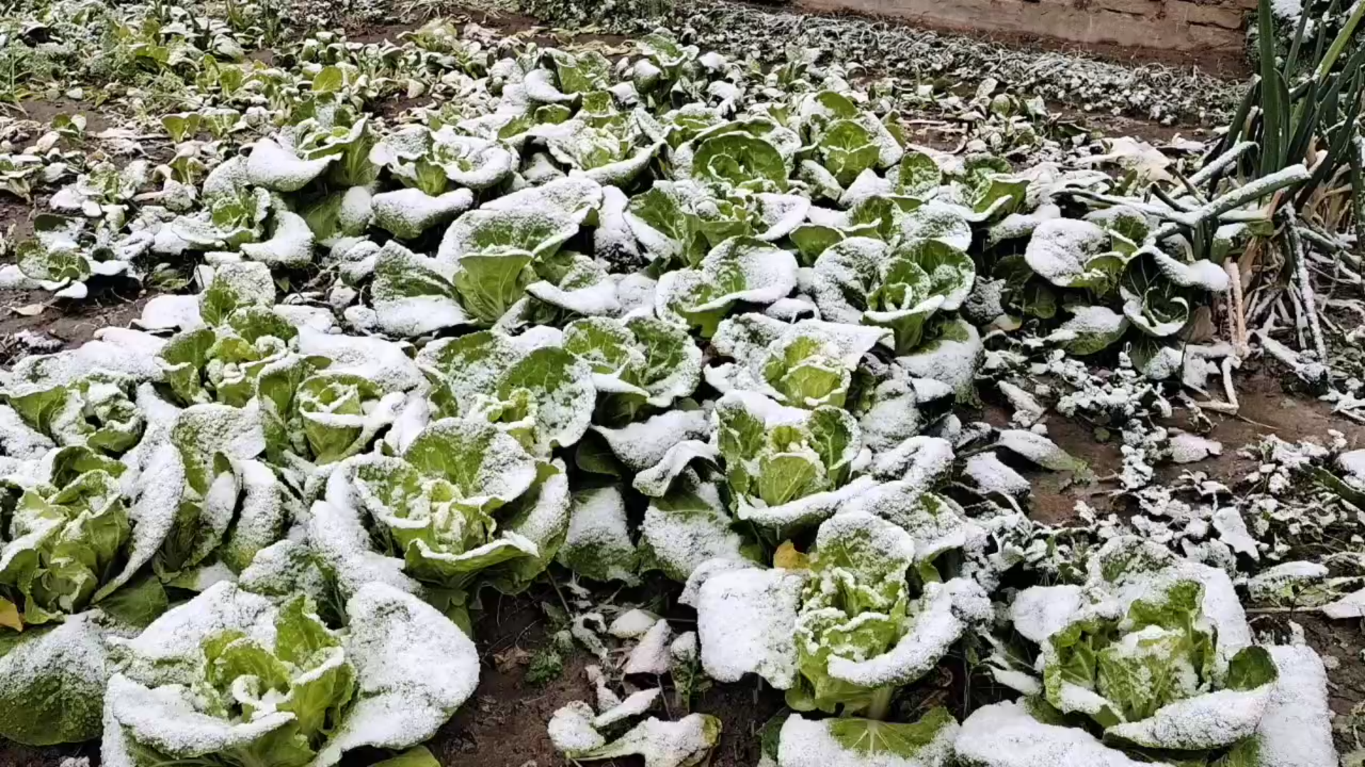 生活日常--冬天雪天里的大白菜🥬