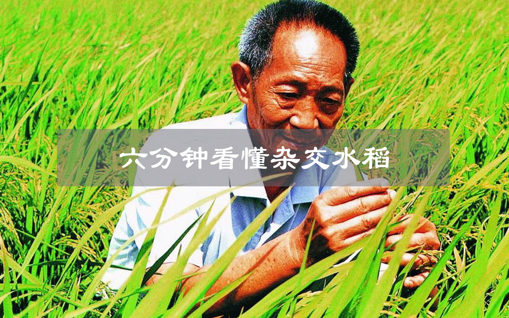 6分钟带你了解，袁隆平是如何研发出杂交水稻的呢？