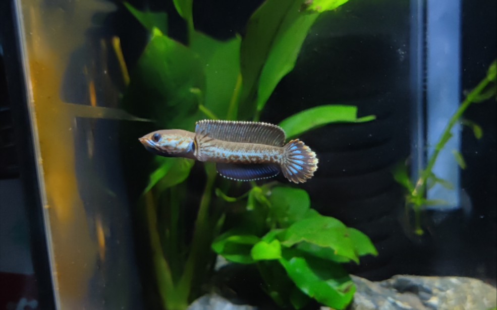 5厘米普通小奶茶雷龙