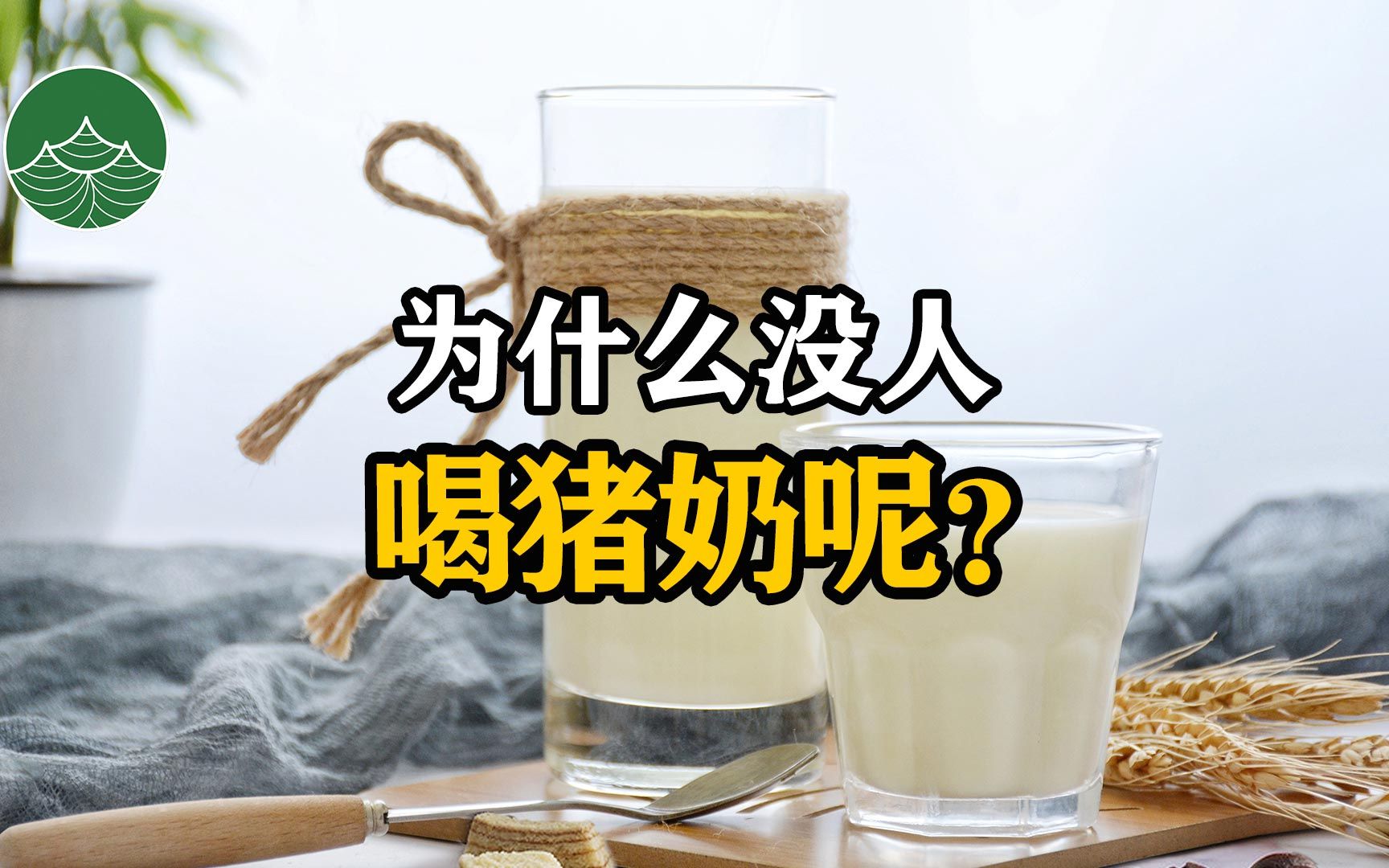 为什么没人喝猪奶呢?