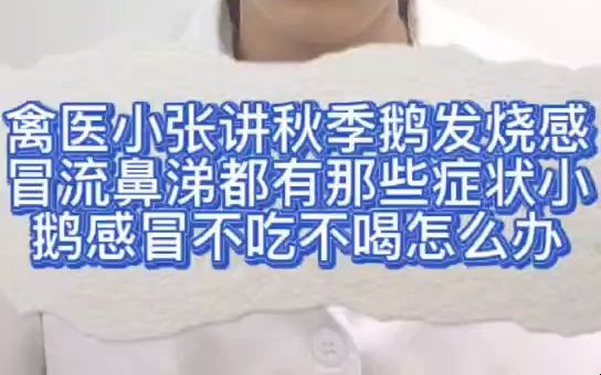 禽医小张讲秋季鹅发烧感冒流鼻涕都有那些症状小鹅感冒不吃不喝怎么办鹅感冒流鼻涕咳嗽用什么药大鹅流鼻涕怎么治疗方法鹅发烧的症状出现在哪些鹅感冒...