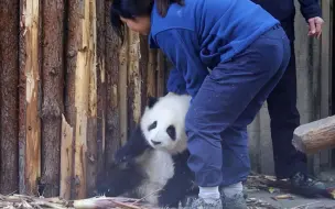 下载视频: 偷偷抱走和花花，偷偷抱走和花花，偷偷抱走和花花！