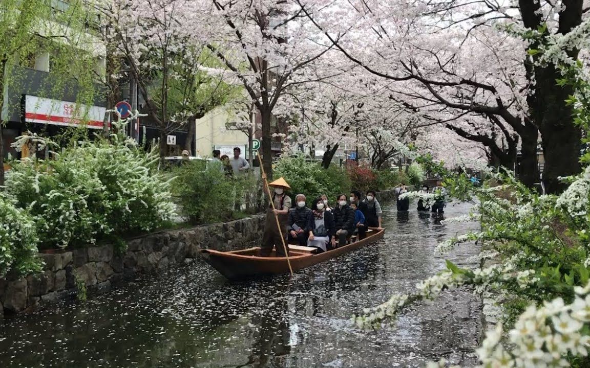 22年4月3日 桜のある风景と京都を歩く 四条大桥,先斗町,木屋町,河原町三条,三条名店街,新京极商店街,锦市场 Walk around Kyoto city,哔哩哔哩...