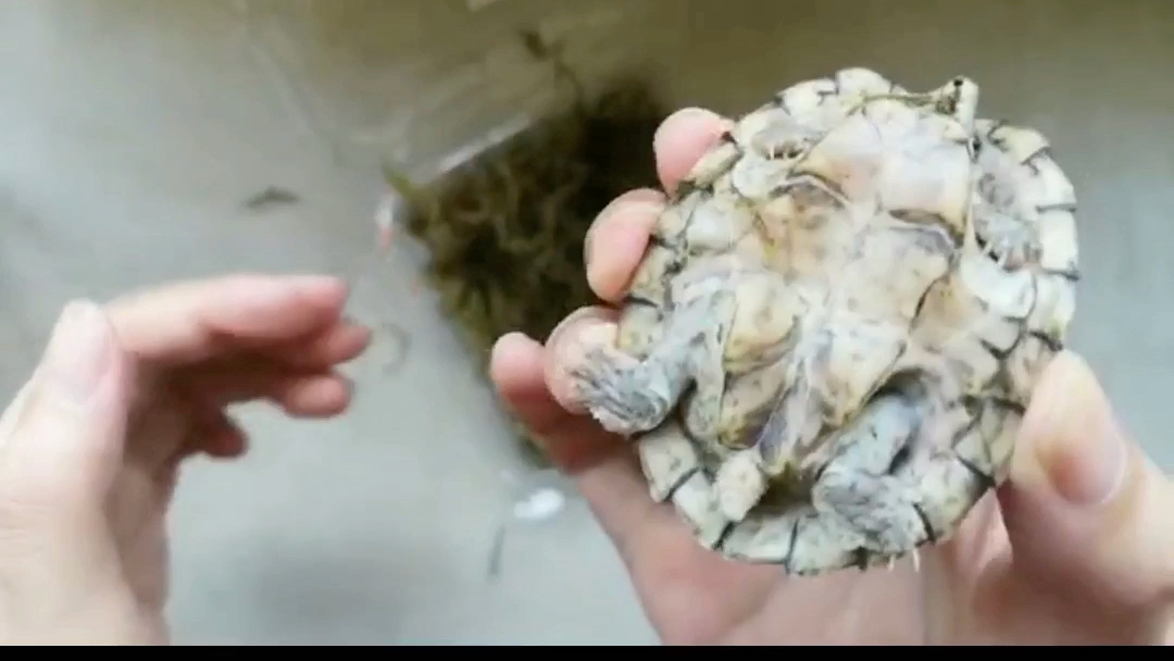 大脸章鱼开箱01萌萌哒剃刀龟