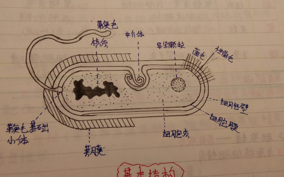 病原免疫学哔哩哔哩bilibili