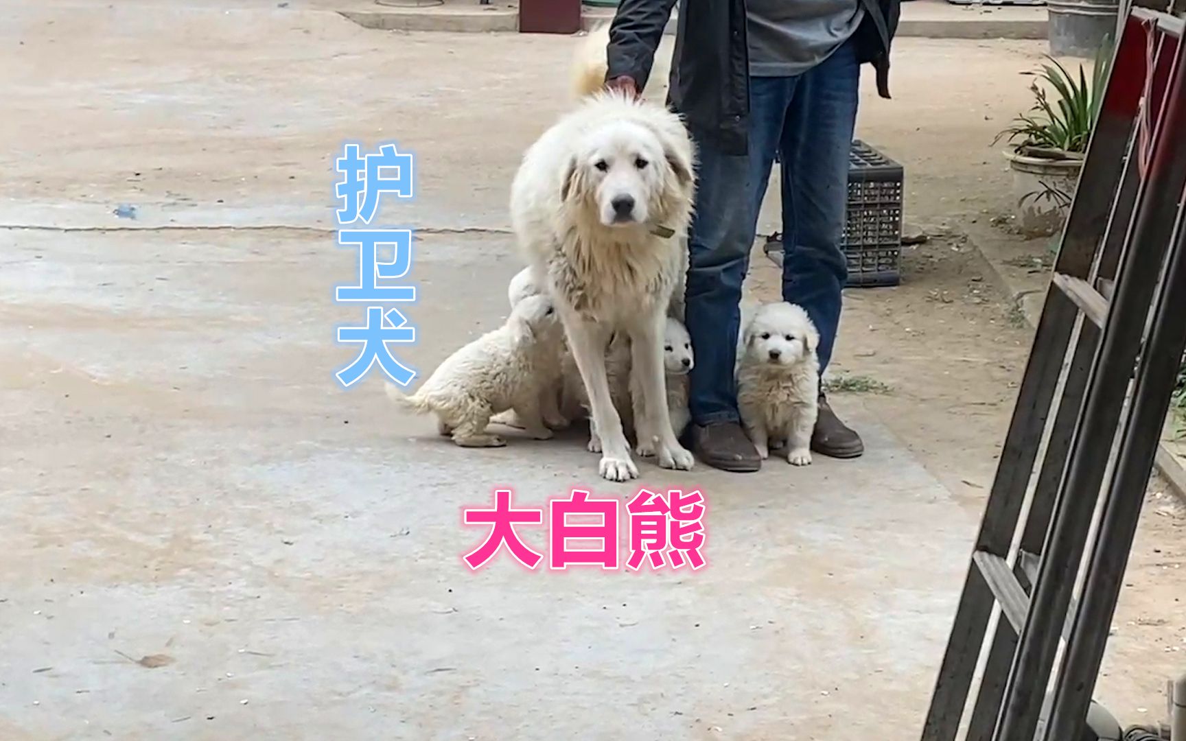 [图]大型护卫犬大白熊也太猛了！还没进门就挣扎着警戒！护主又护犊子