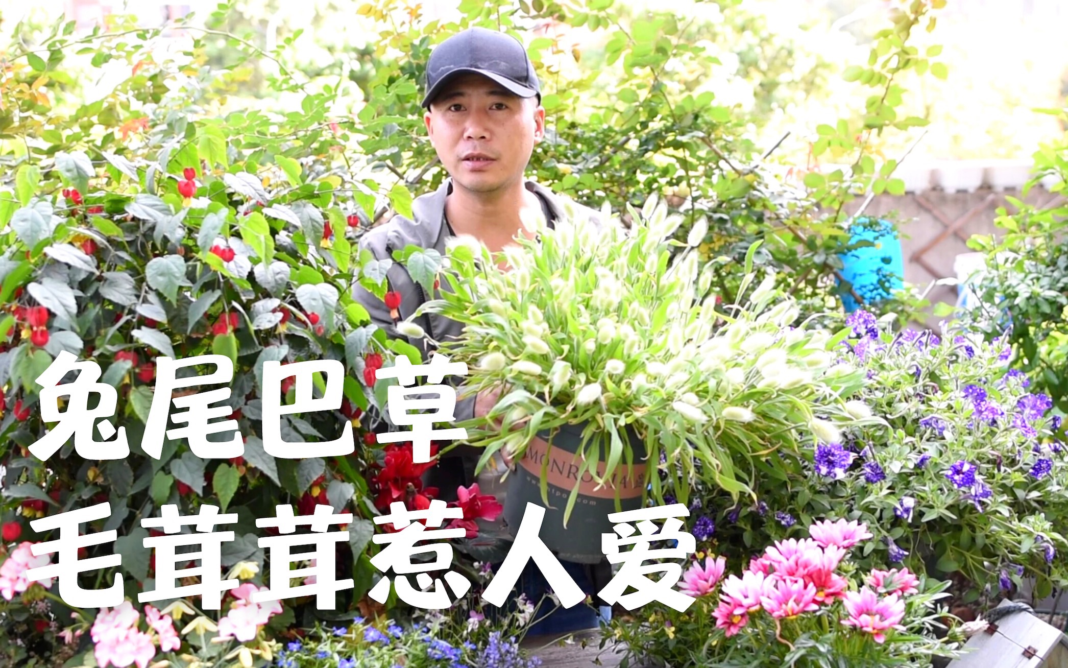 兔尾巴草萌萌哒,毛茸茸的惹人爱,2021网红植物哔哩哔哩bilibili