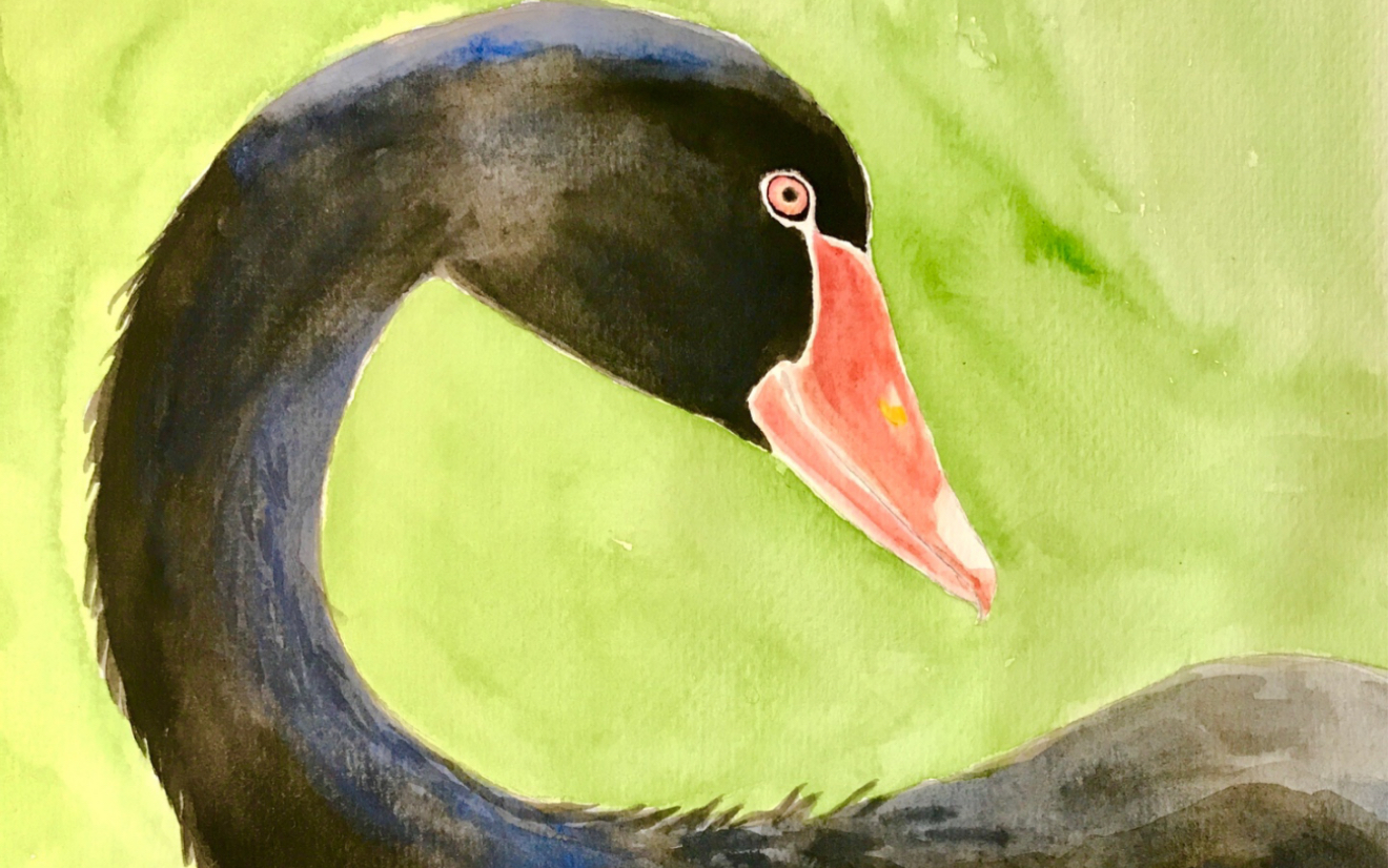 水彩之黑天鹅