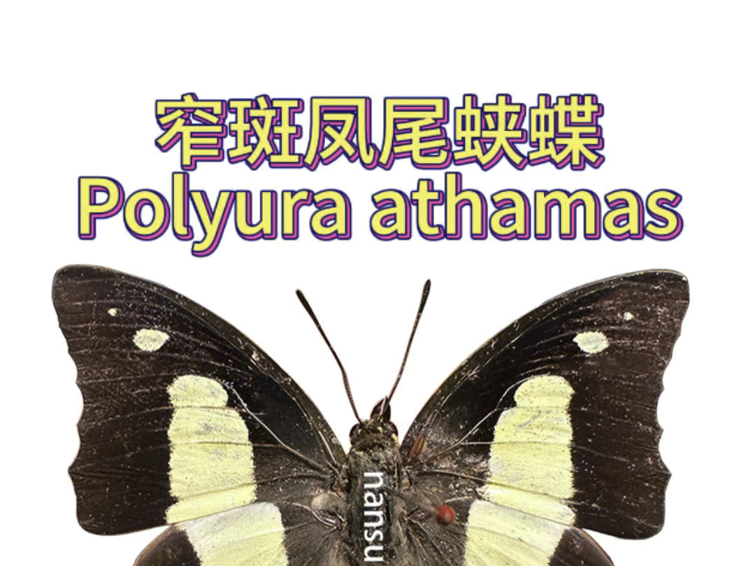 窄斑凤尾蛱蝶 polyura athamas