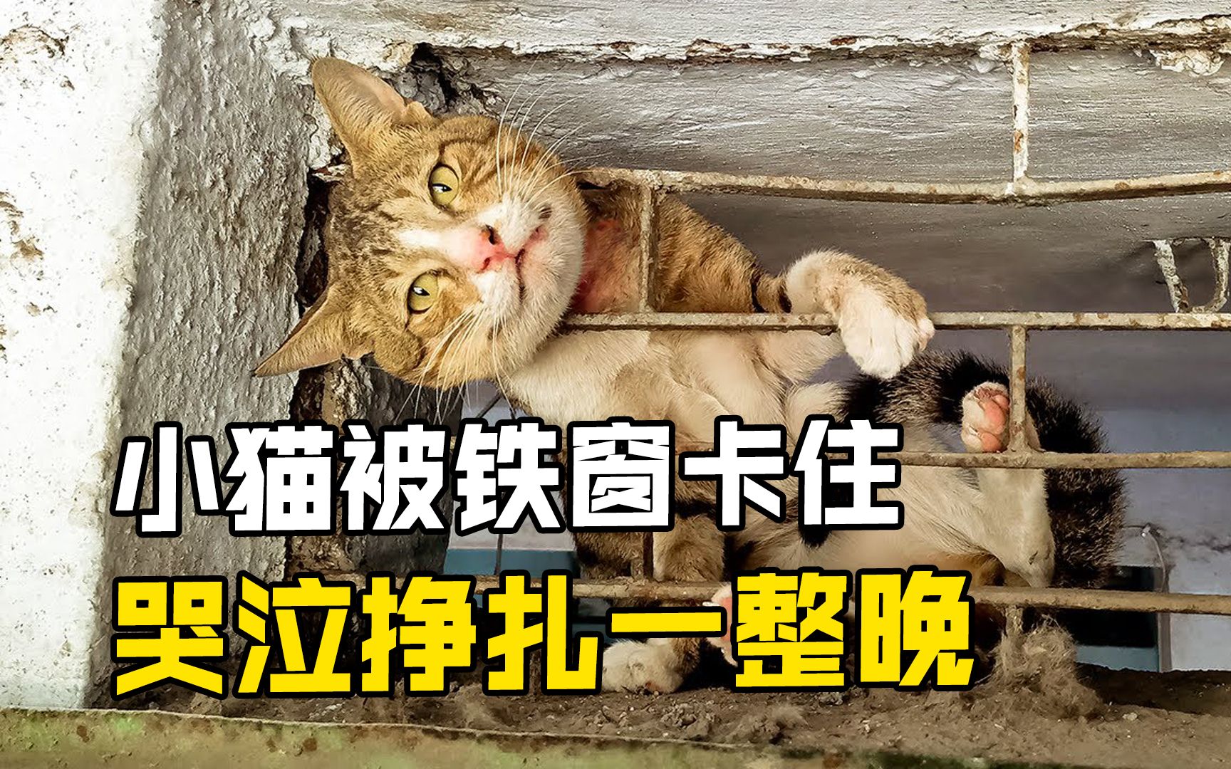 流浪小猫被铁窗卡住脖子!不断痛苦哀嚎,冷漠路人见死不救!