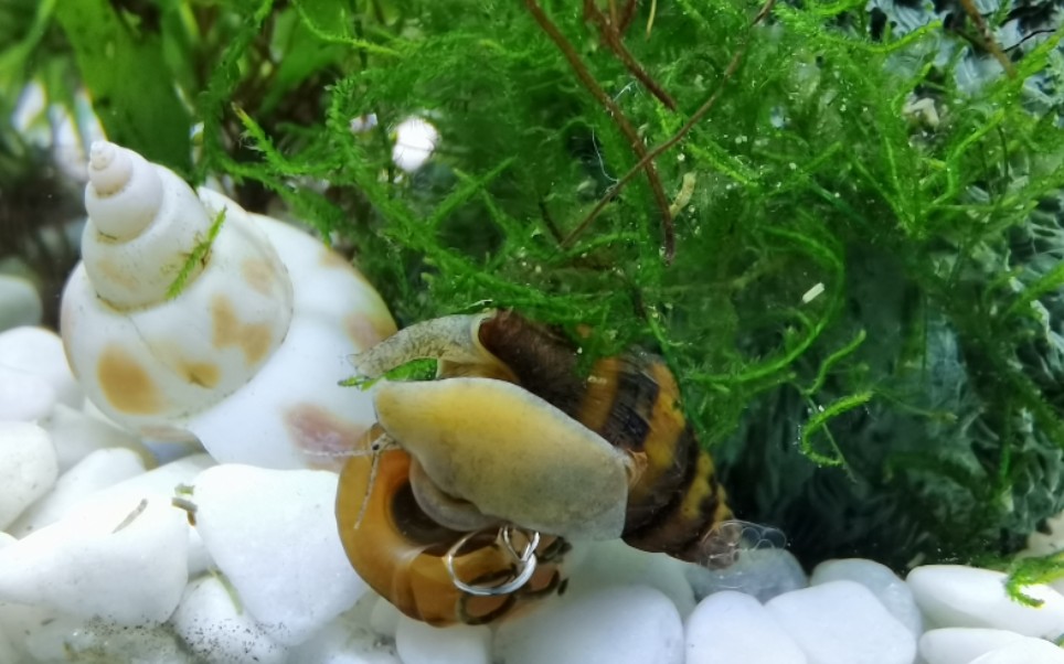 杀手螺捕食苹果螺全过程_哔哩哔哩 (゜-゜)つロ 干杯~-bilibili