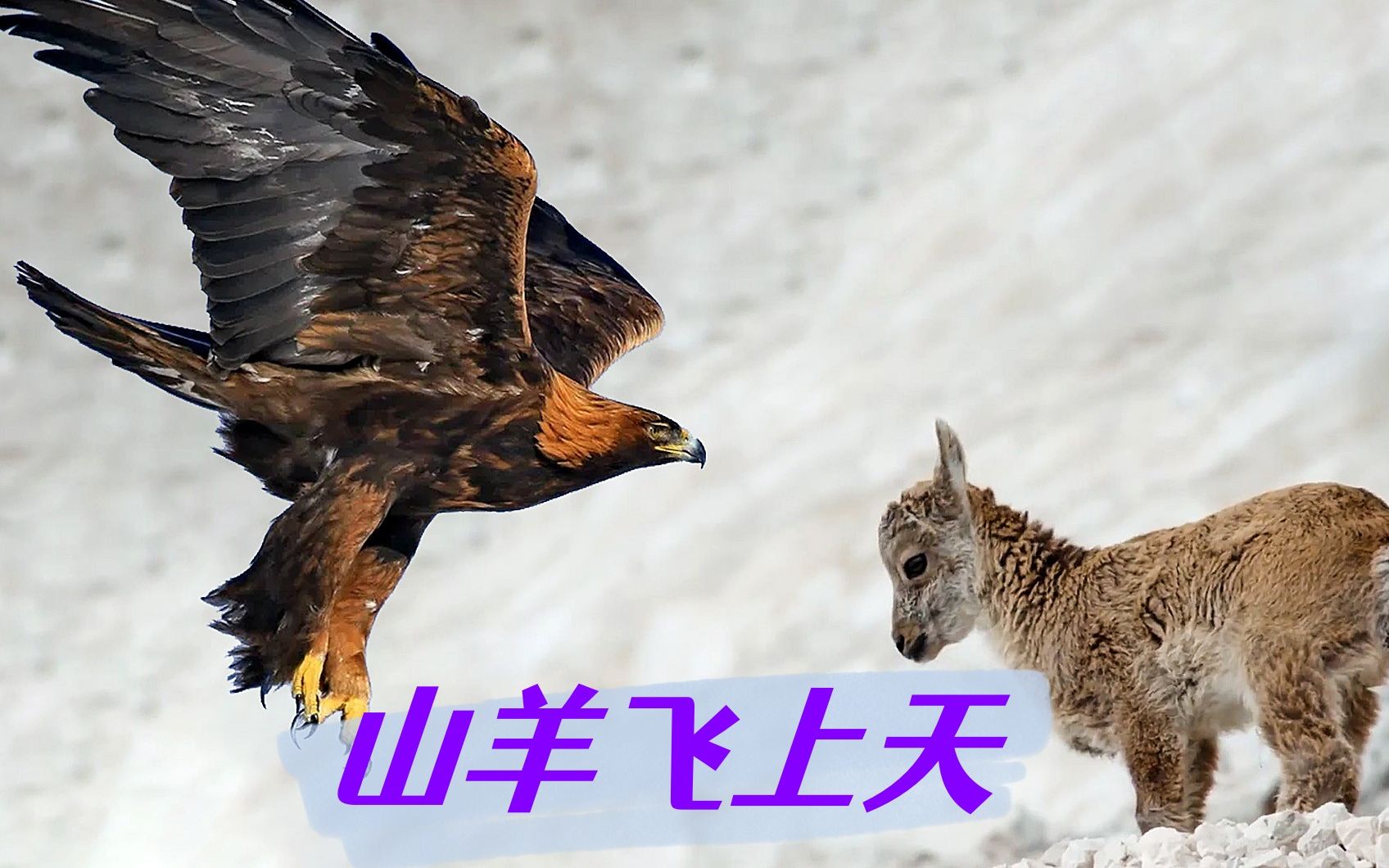 空中霸主金雕捕食羚羊,抓住羊后带入高空,让羊做自由落地运动