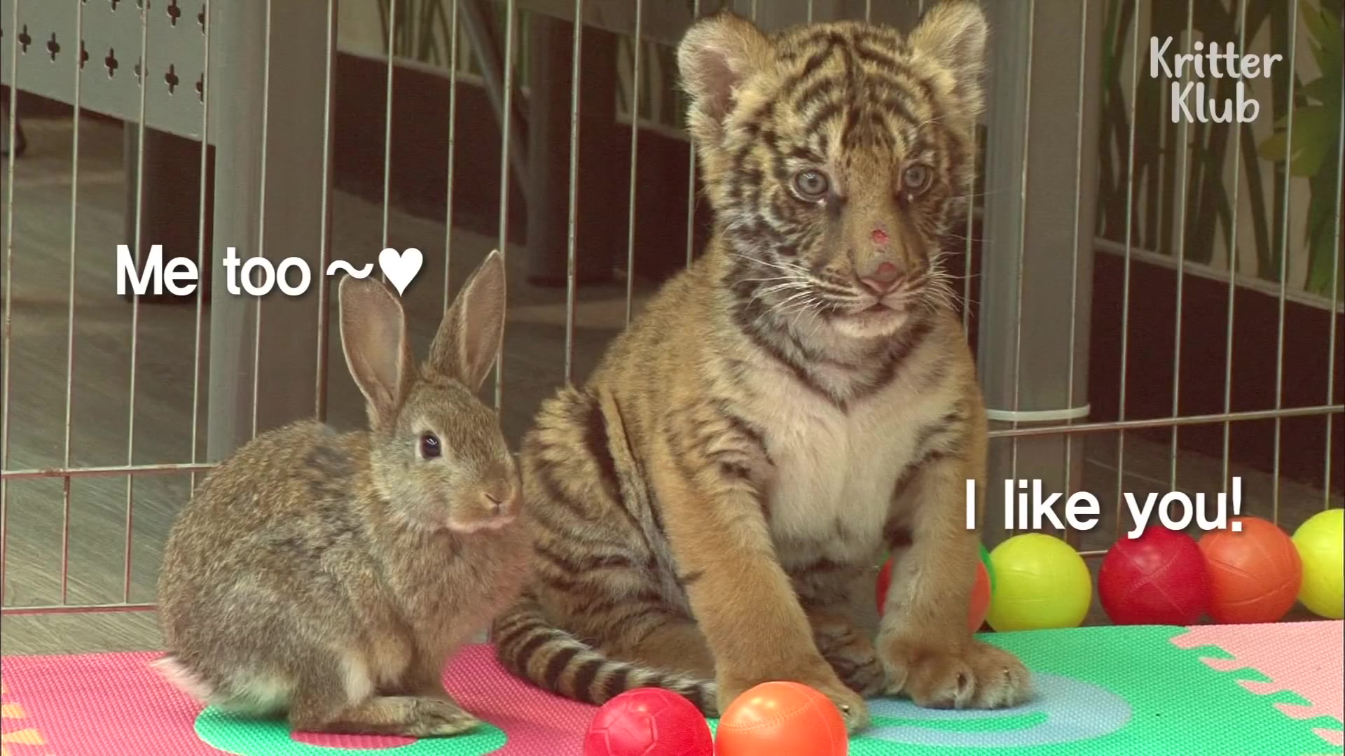 小老虎这对老虎和兔子是您见过的最可爱的动物