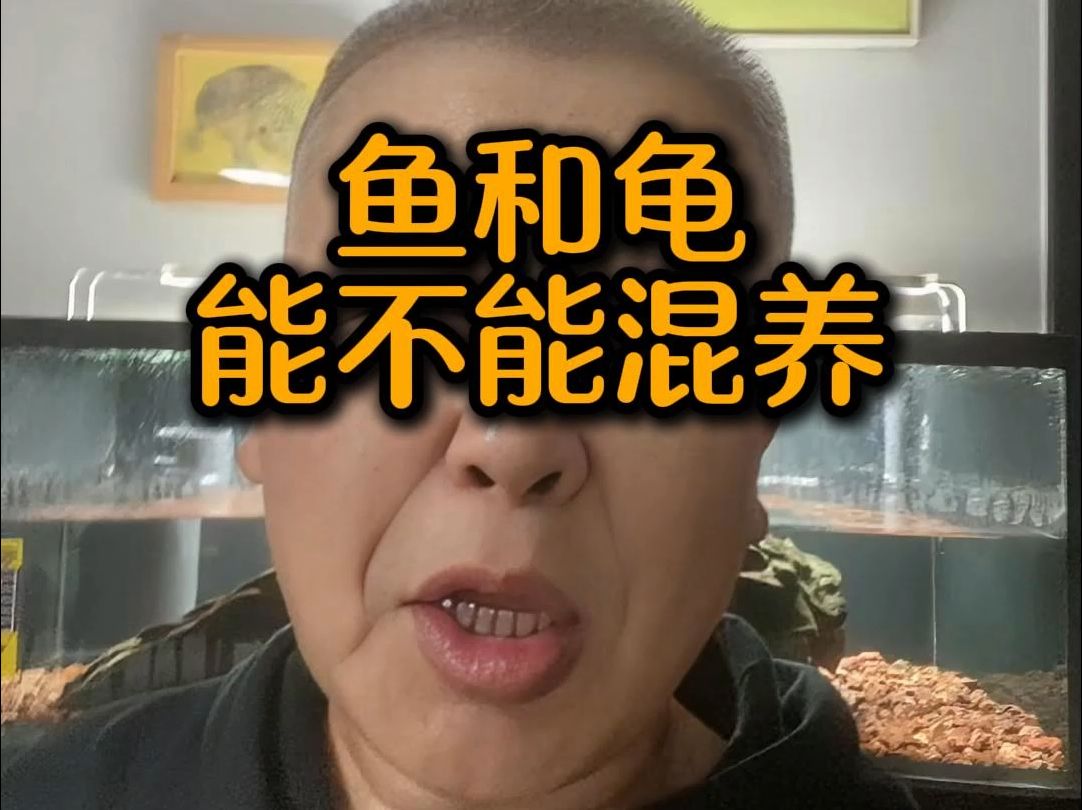 鱼和乌龟能不能混养?哔哩哔哩bilibili