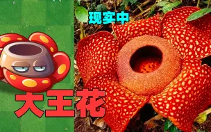 Download Video: PVZ：植物在现实生活中长啥样？大王花：原来我长这样！？