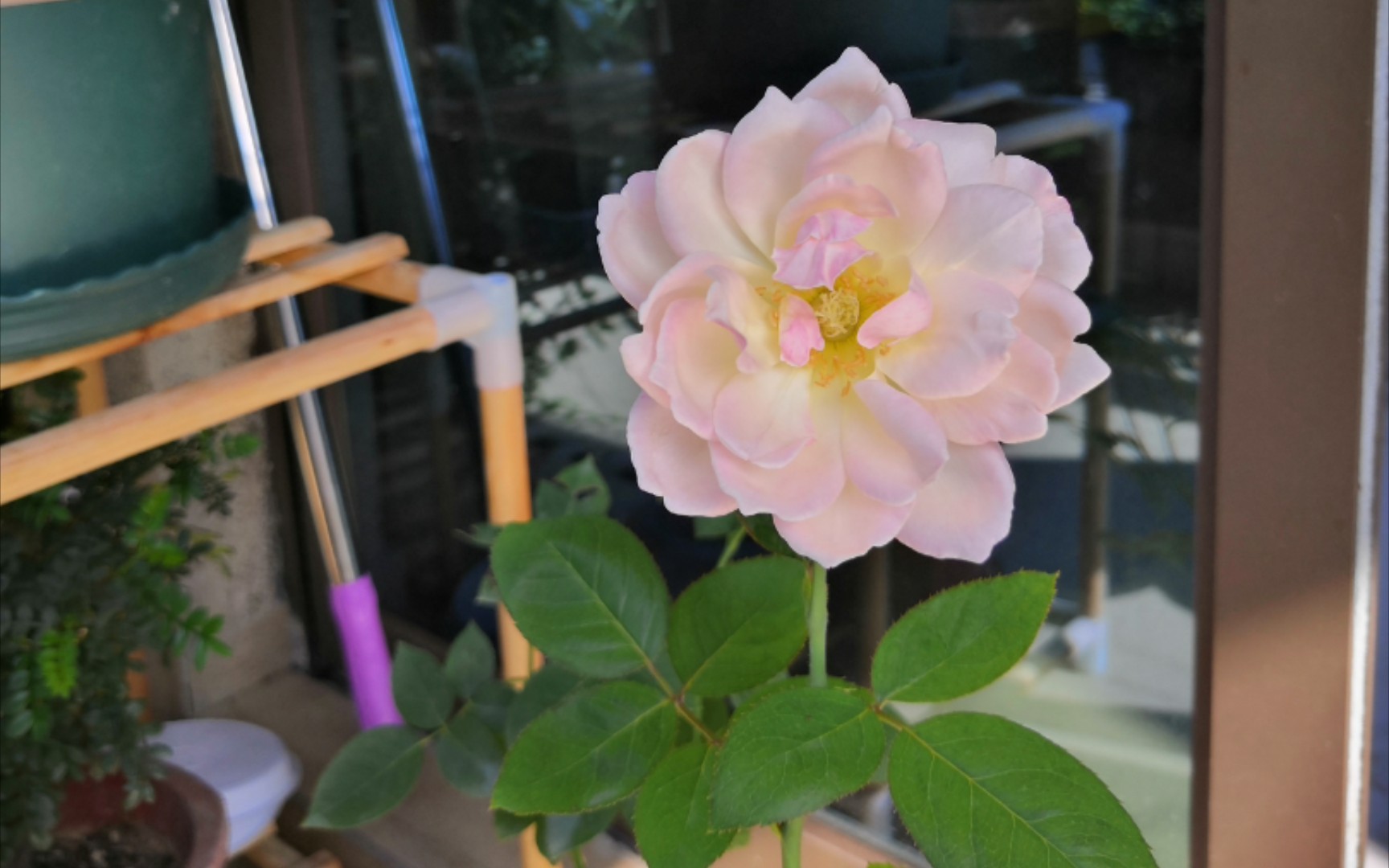 乐柏(天宫公主)开了