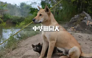 Download Video: 中华田园犬到底有多高贵，不仅血统高贵，而且战斗力很强！