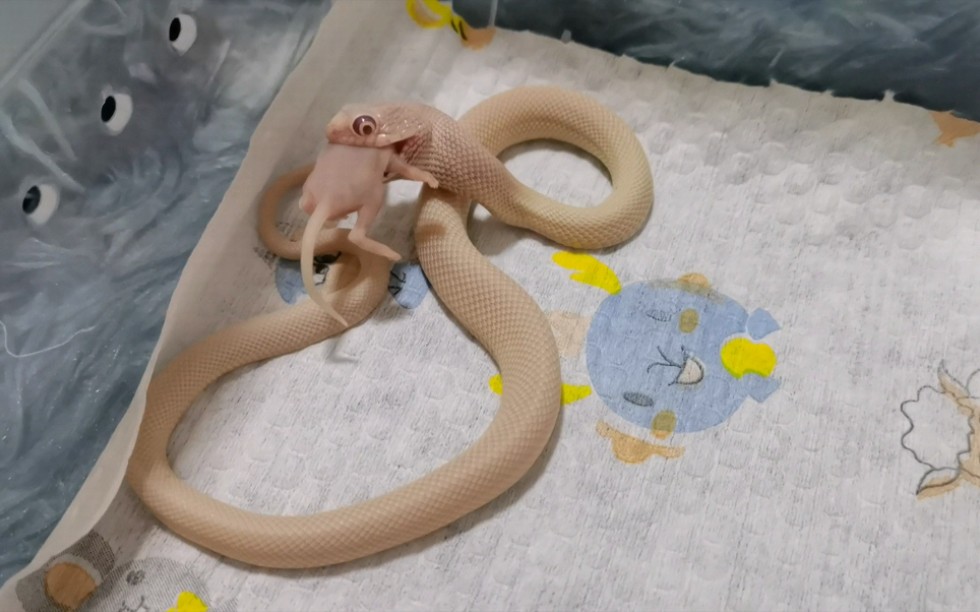 【白娘娘】干饭泡澡一条龙