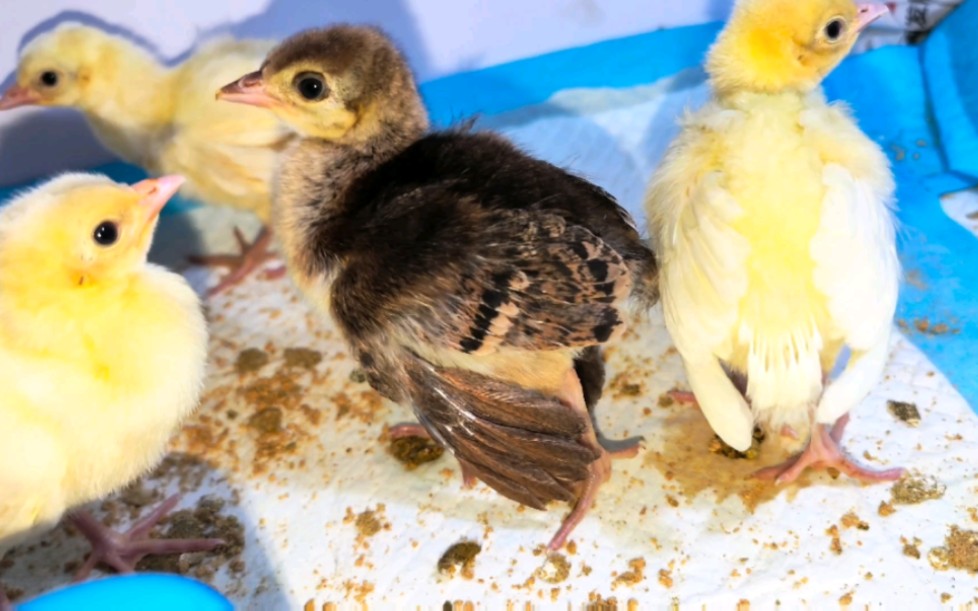 小孔雀出生的第四天,为什么所有孔雀的右脚都这样?基因缺陷吗?