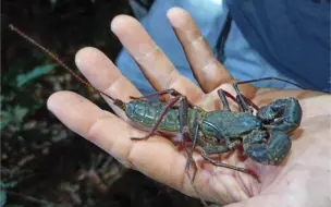 Télécharger la video: 极巨鞭板鞭蝎 Mastigoproctus maximus