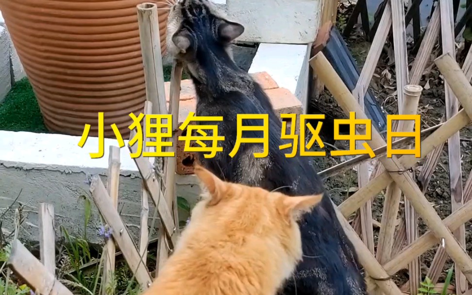 巷子里的猫很自由却没有归宿,希望遇见我的猫有自由也有归宿,我的一点点付出,换来她的健康和安全感哔哩哔哩bilibili