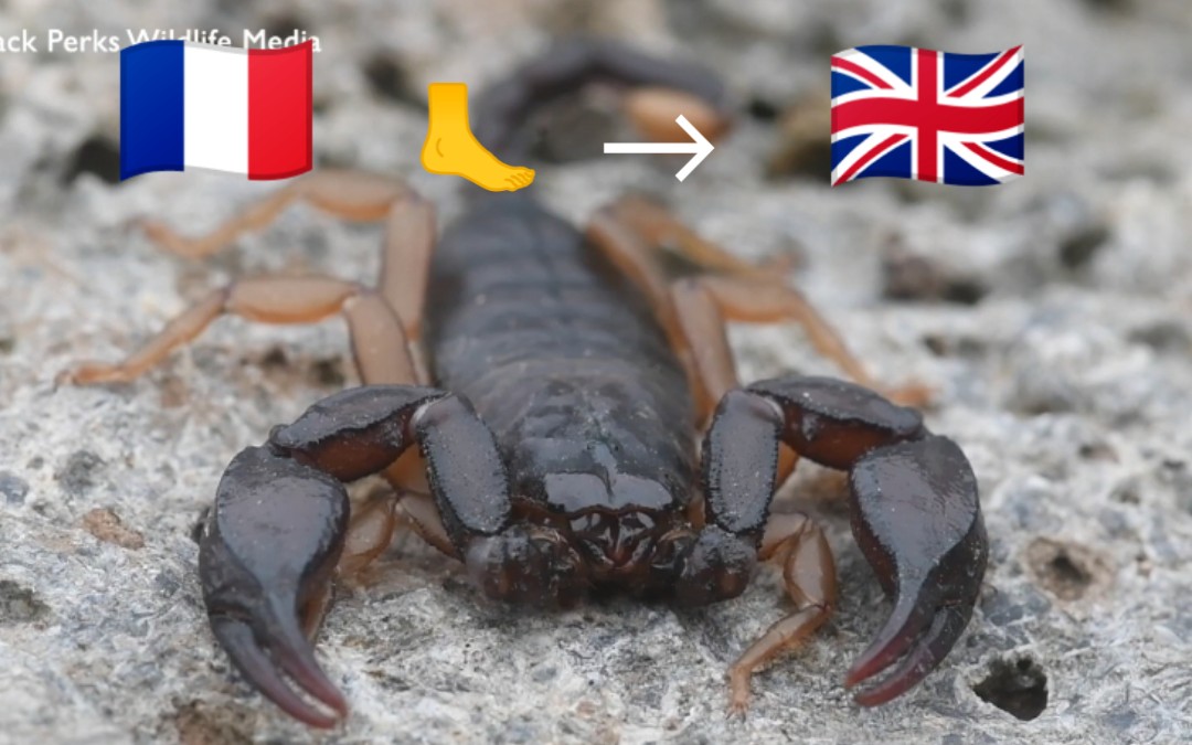 英国本土居然有大钳子蝎子!超酷炫霸气的非原生物种竟来自法国!?Euscorpius欧洲真蝎科真蝎属哔哩哔哩bilibili