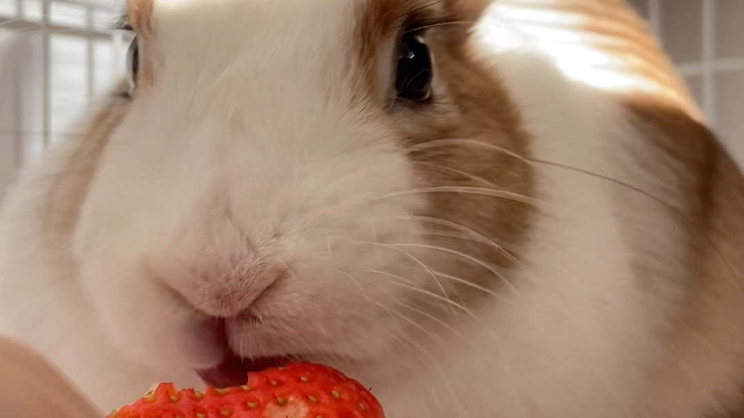 吃草莓的兔