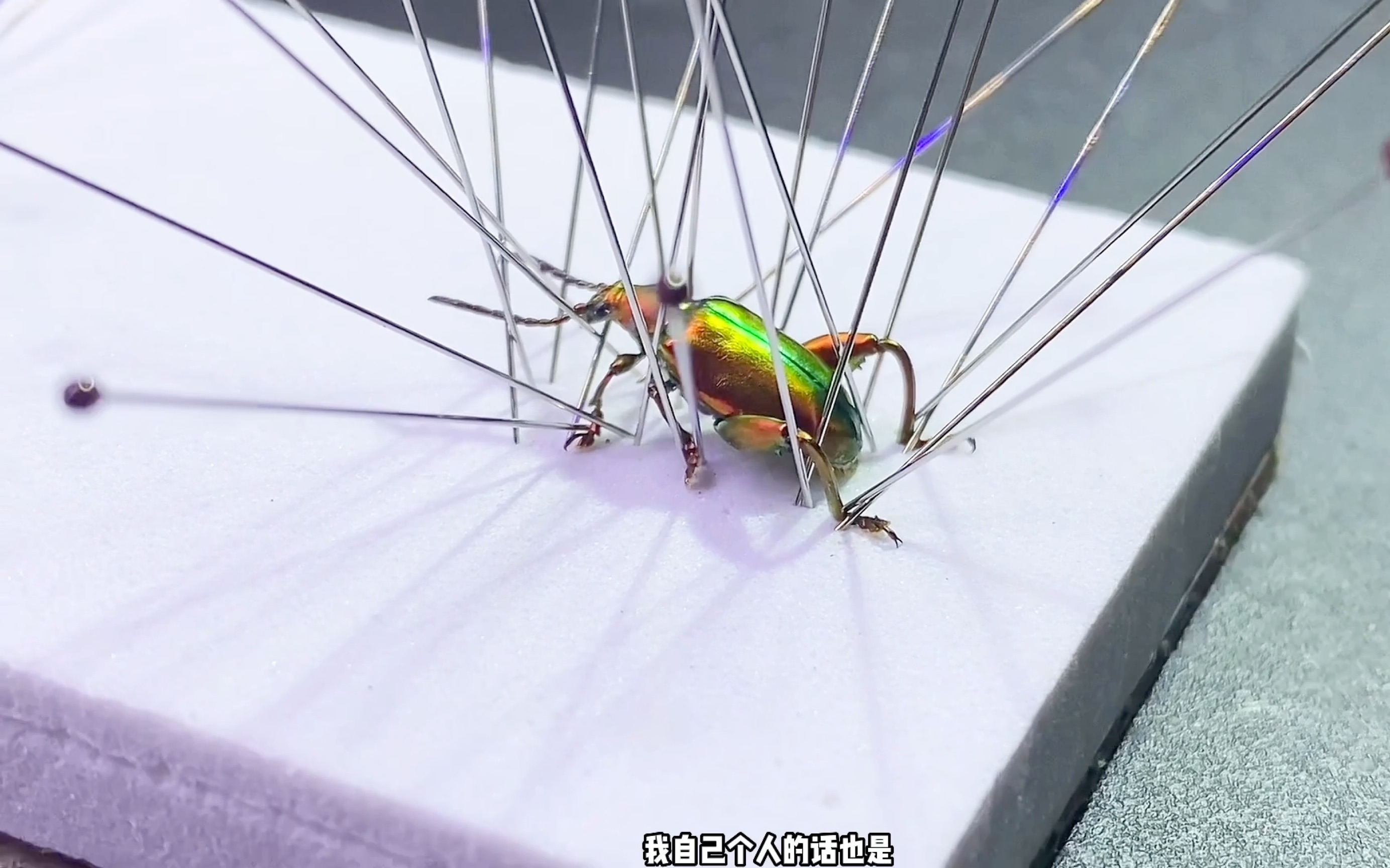 [视频碎片]昆虫标本/茎甲 标本制作视频/记录